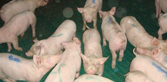 Crise porcine: la cotation se maintient au cadran, les éleveurs «sur le qui-vive»